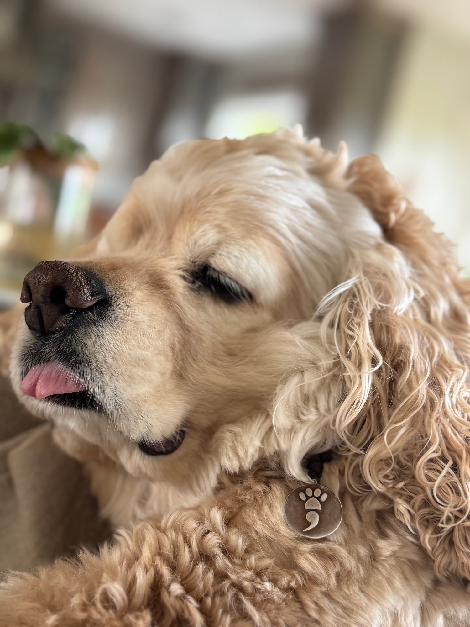 Close-up of a dog with a pendant